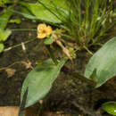 Image of Changing Color Dewflower