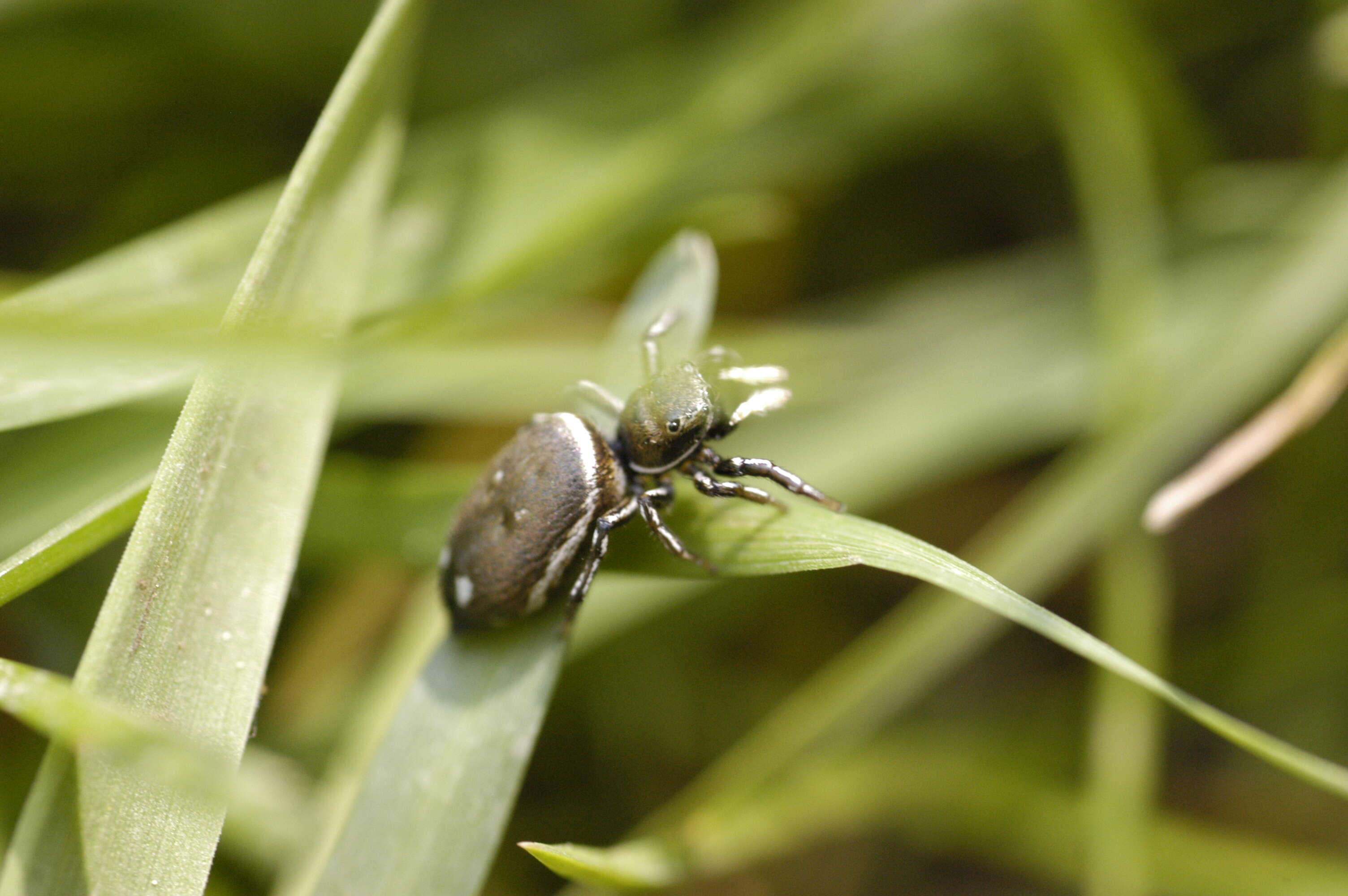 Image of Heliophanus