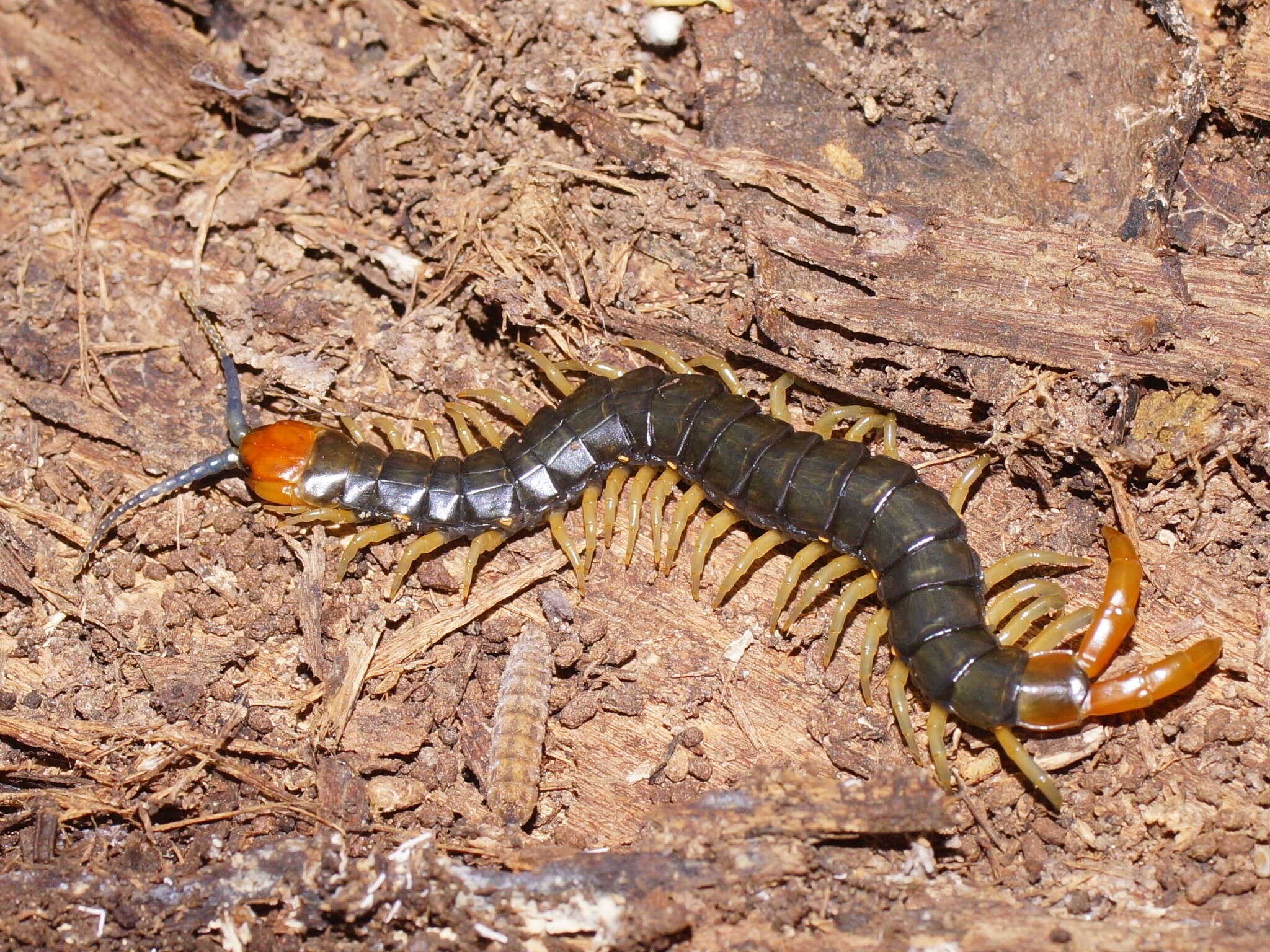 Cormocephalus westwoodi (Newport 1844) resmi