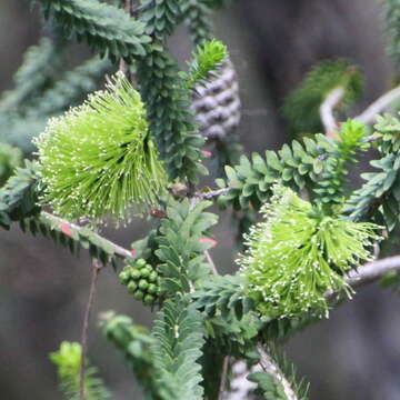 Image of dotted melaleuca