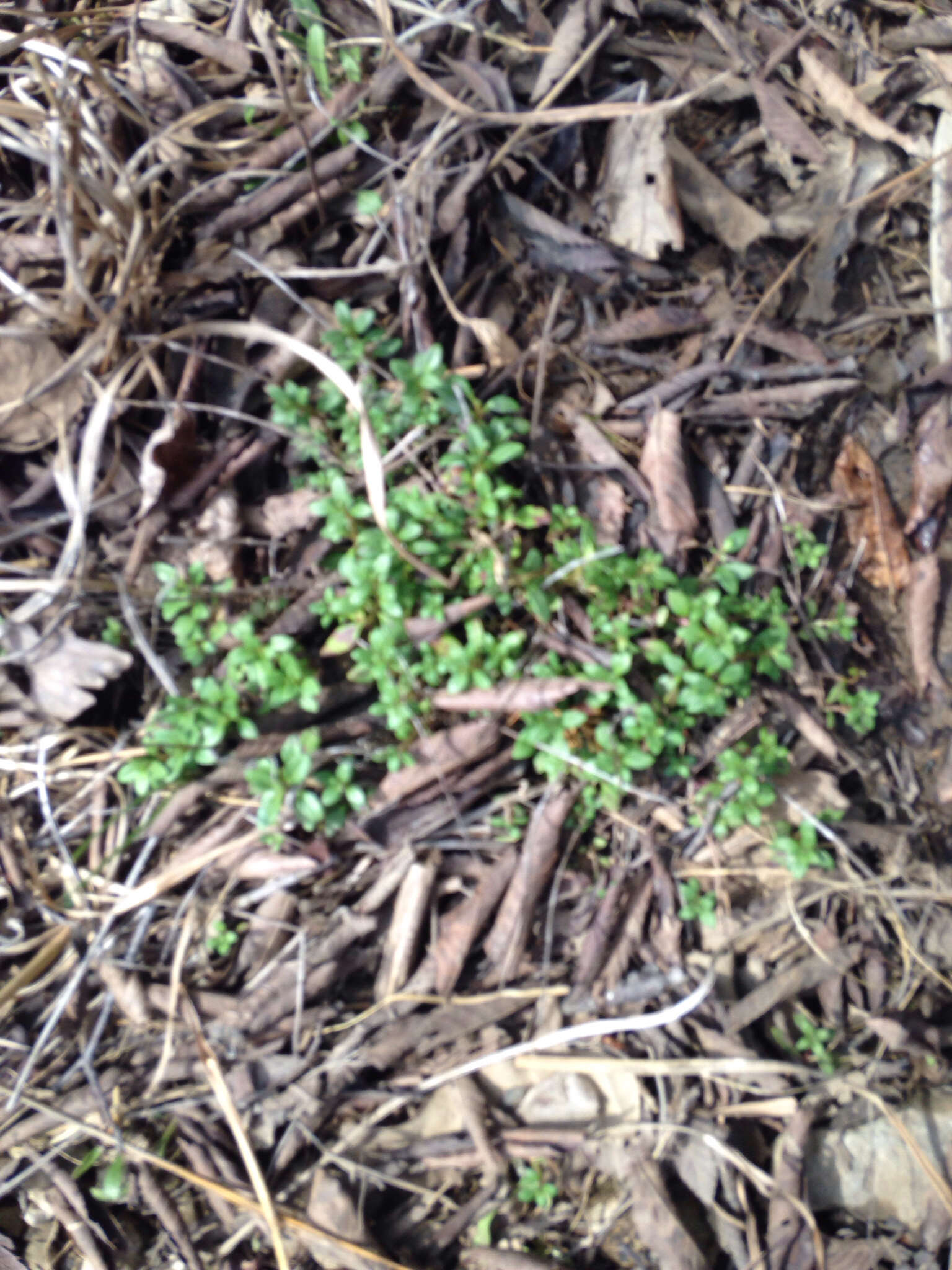 Image of Ozark calamint