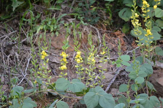 Plancia ëd Rhynchosia latifolia Torr. & A. Gray