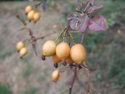 Plancia ëd Rosa glauca Pourret