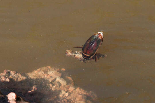 Image of Giant green water beetle