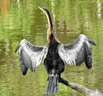 Image de Anhinga rufa rufa (Daudin 1802)