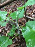 Image of Big-Leaf Magnolia