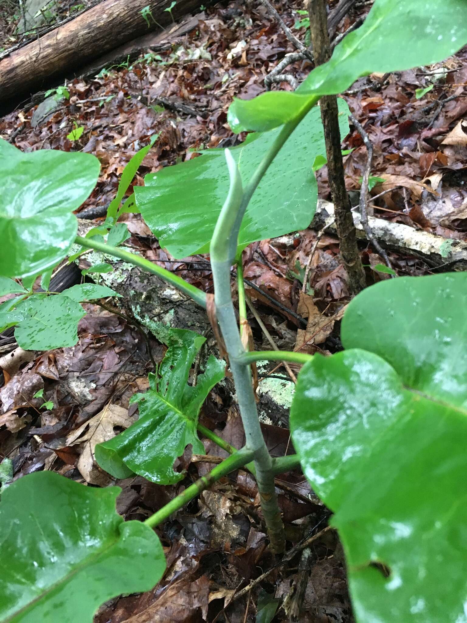 Image of Big-Leaf Magnolia