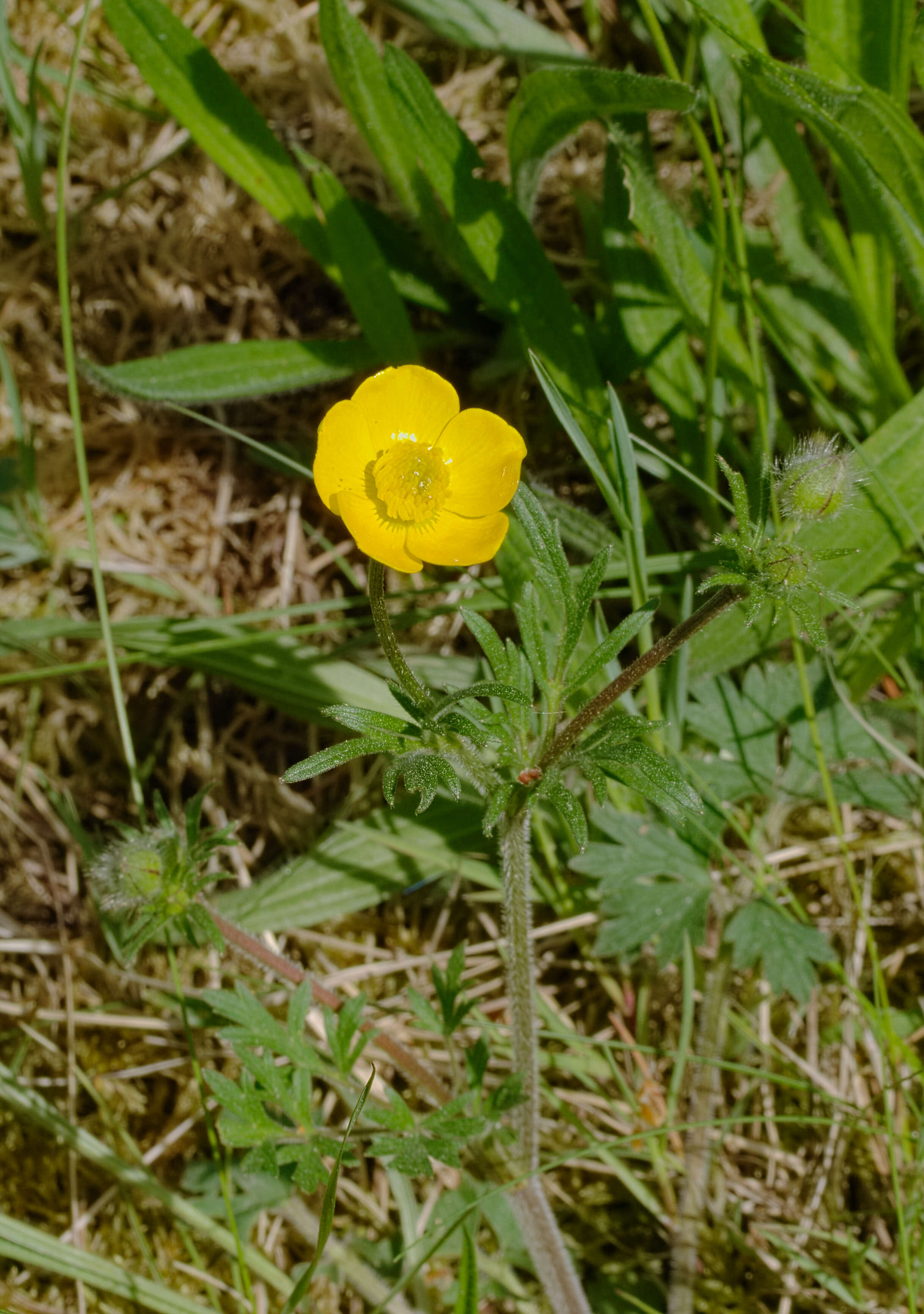 Ranunculus bulbosus L.的圖片