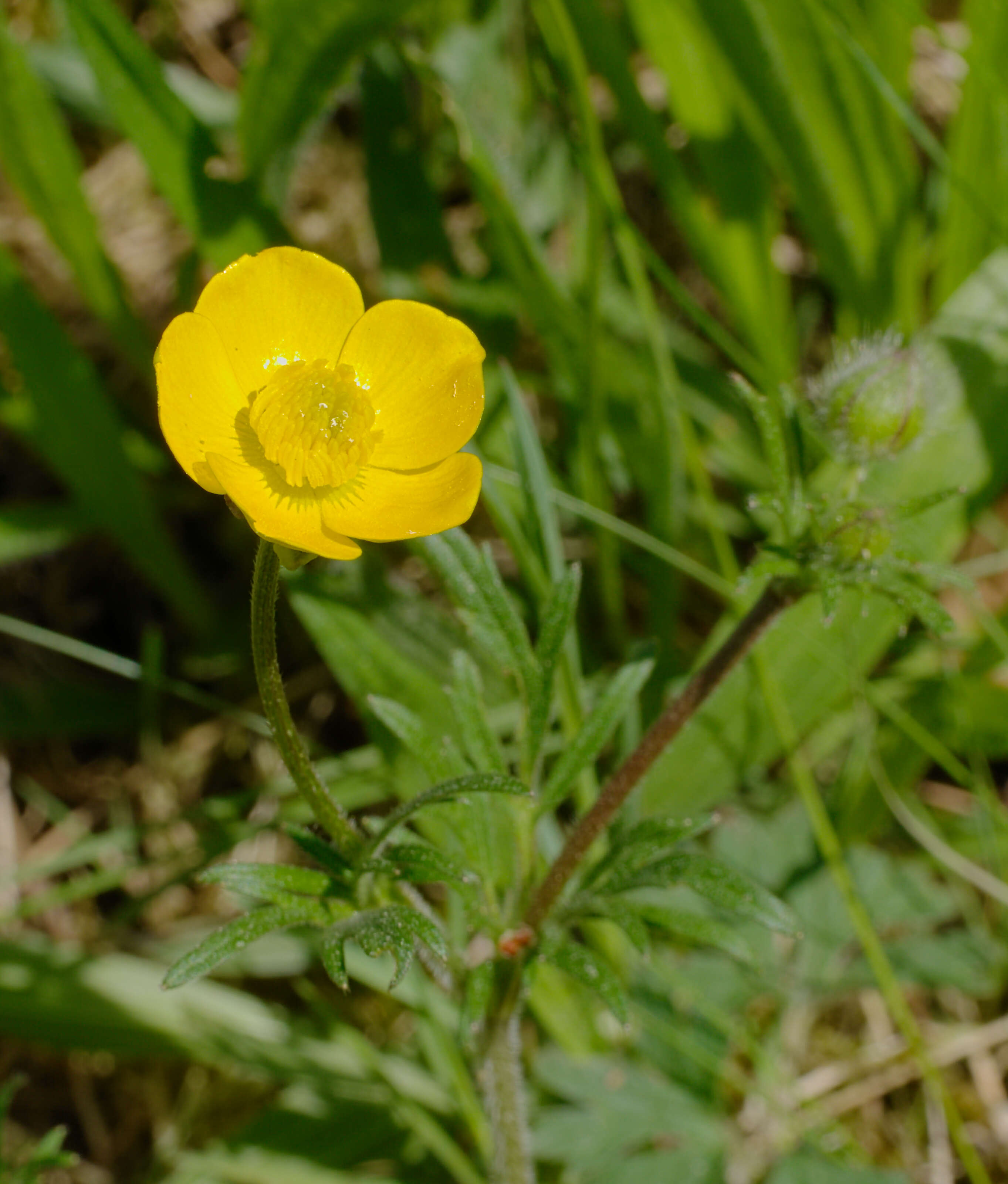 Ranunculus bulbosus L.的圖片