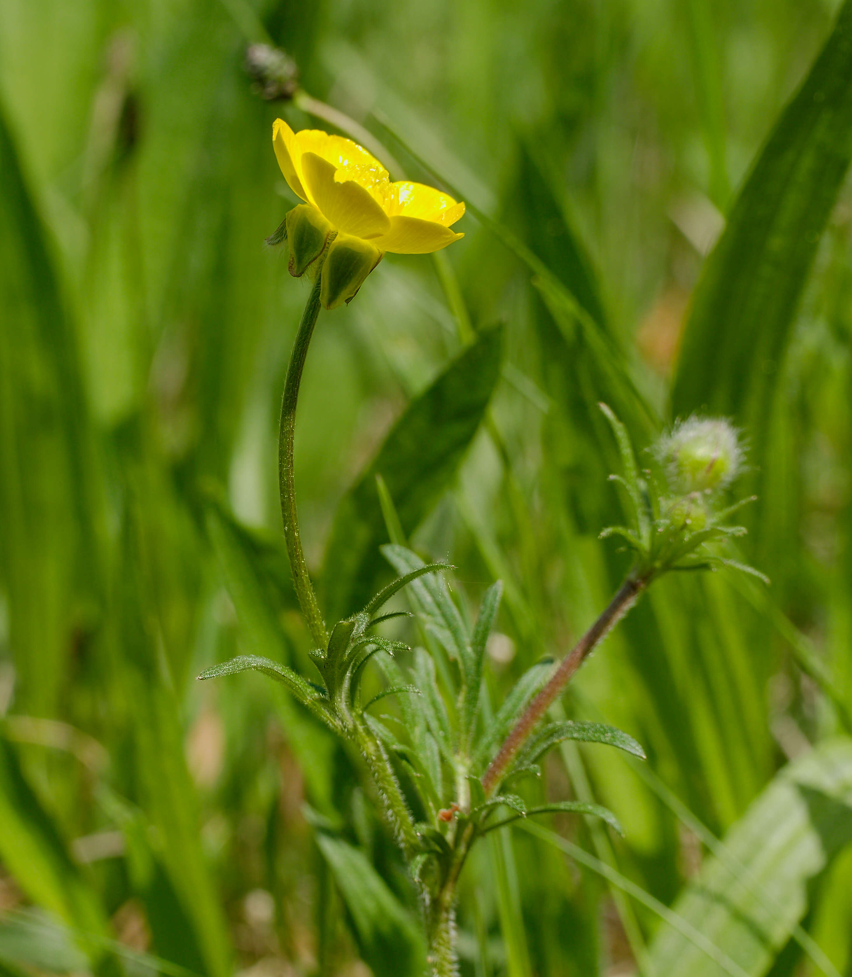 Ranunculus bulbosus L.的圖片