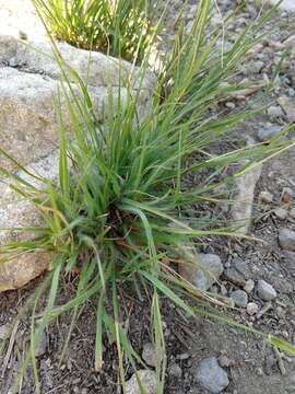 Image de Danthonia unispicata (Thurb.) Munro ex Macoun