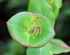 Image of Italian Honeysuckle