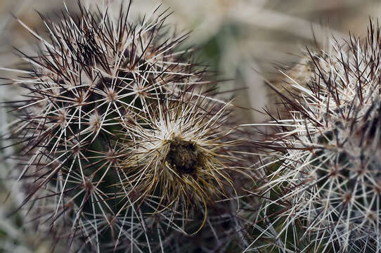 Image of Chisos Mountain hedgehog cactus