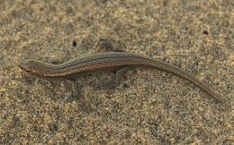 Image of Shore skink