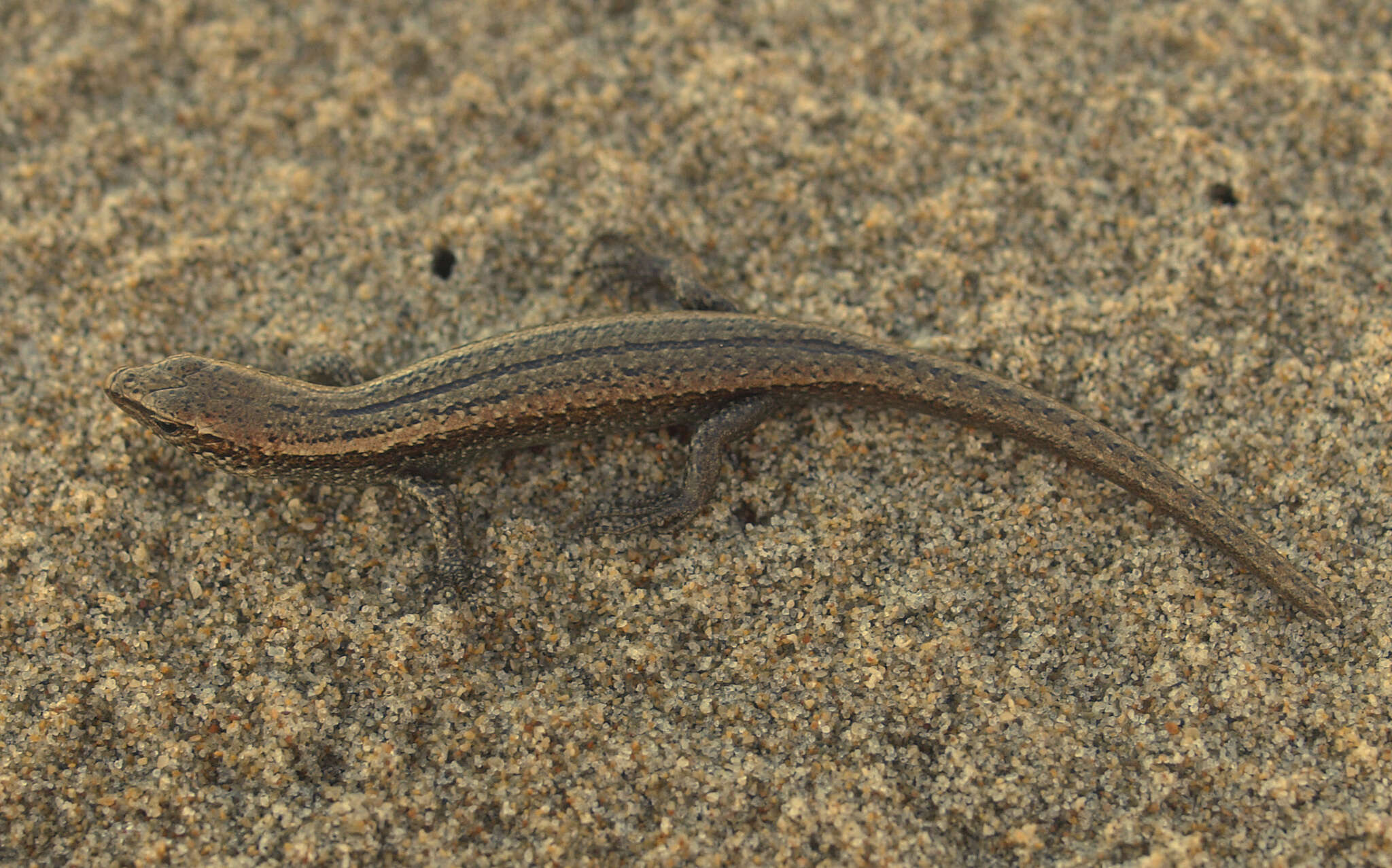 Image of Shore skink