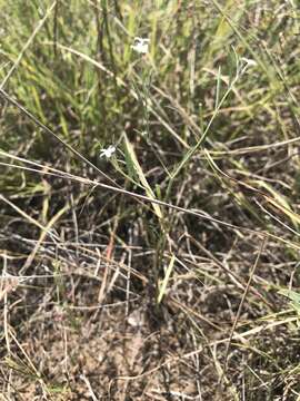 Image of pasture heliotrope