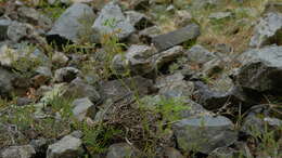 Image of Anisotome filifolia (Hook. fil.) Cockayne & Laing