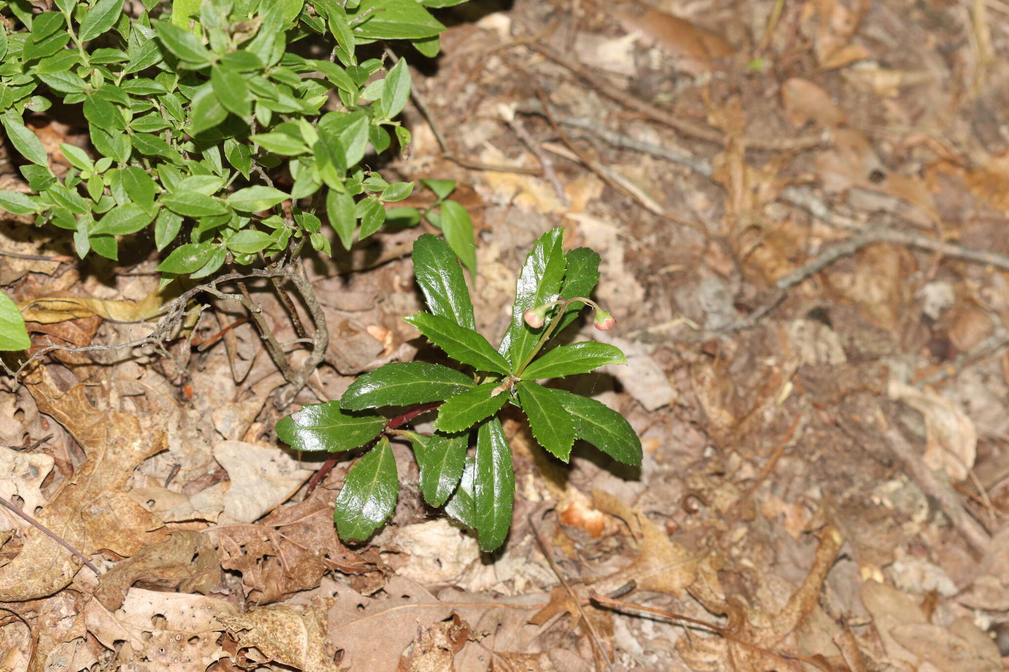 Image of pipsissewa