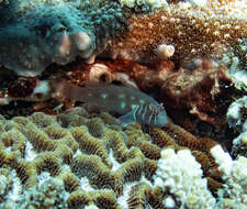 Image of Blueline coralgoby