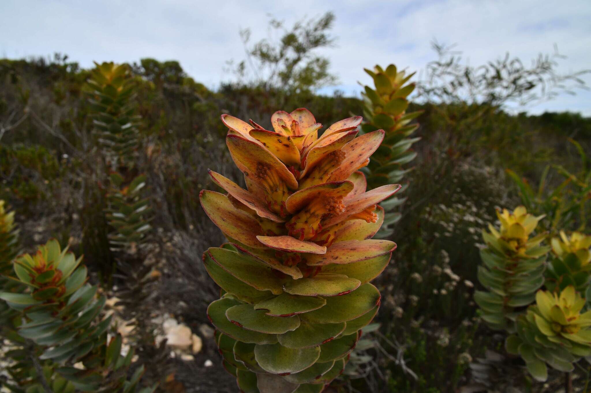 Imagem de Mimetes saxatilis Philips