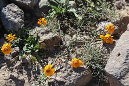 Image of Dyssodia tagetiflora Lag.