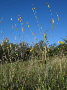 Pseudopodospermum hispanicum (L.) Zaika, Sukhor. & N. Kilian resmi