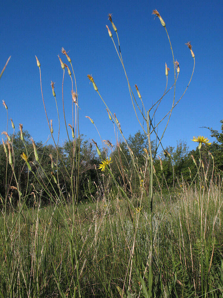 Image of Pseudopodospermum hispanicum (L.) Zaika, Sukhor. & N. Kilian