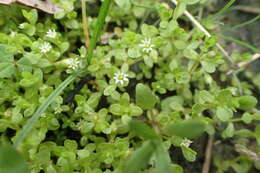 Image of pygmy starwort