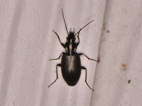 Agonum (Olisares) texanum (Le Conte 1878)的圖片