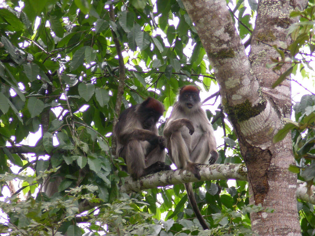 Image of Ashy Red Colobus