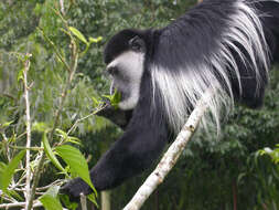 Image of Mantled Colobus