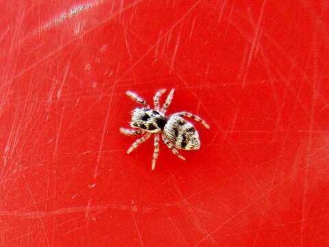 Image of Zebra spider