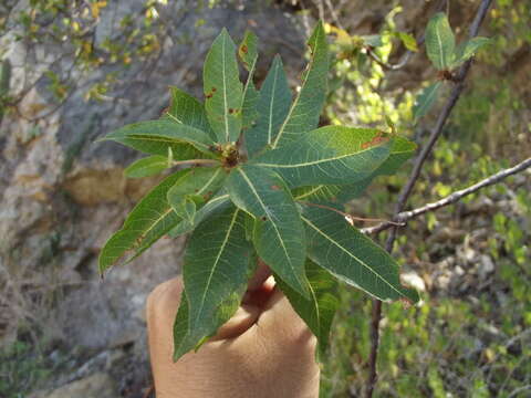 Plancia ëd Bursera cerasiifolia T. S. Brandeg.