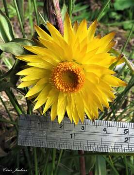 Image of <i>Xerochrysum palustre</i>