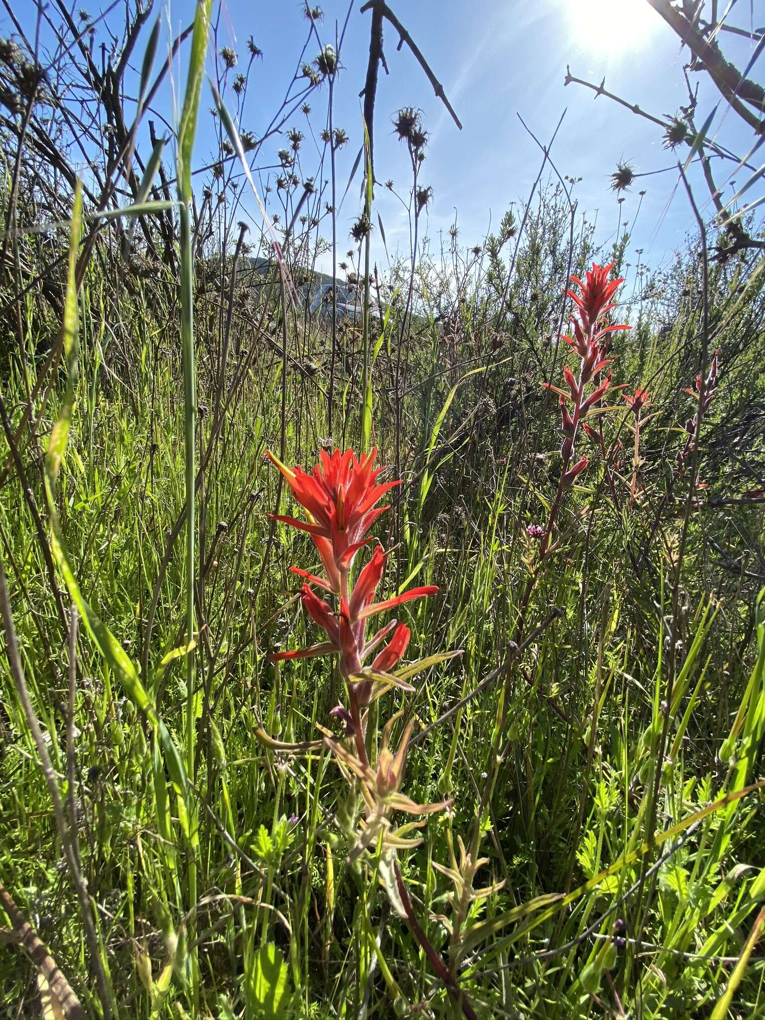 Слика од Castilleja subinclusa var. jepsonii (Bacig. & Heckard) J. M. Egger