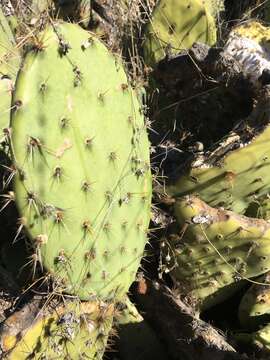 Image of pricklypear