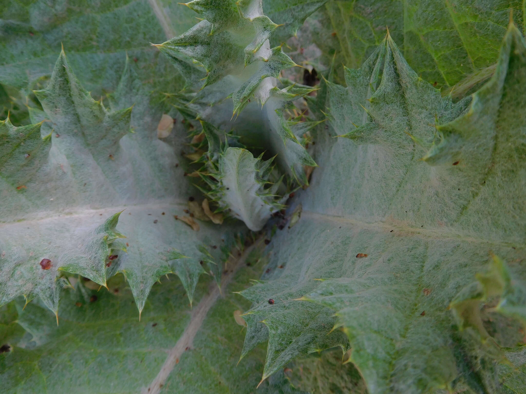 Image of Cotton Thistle