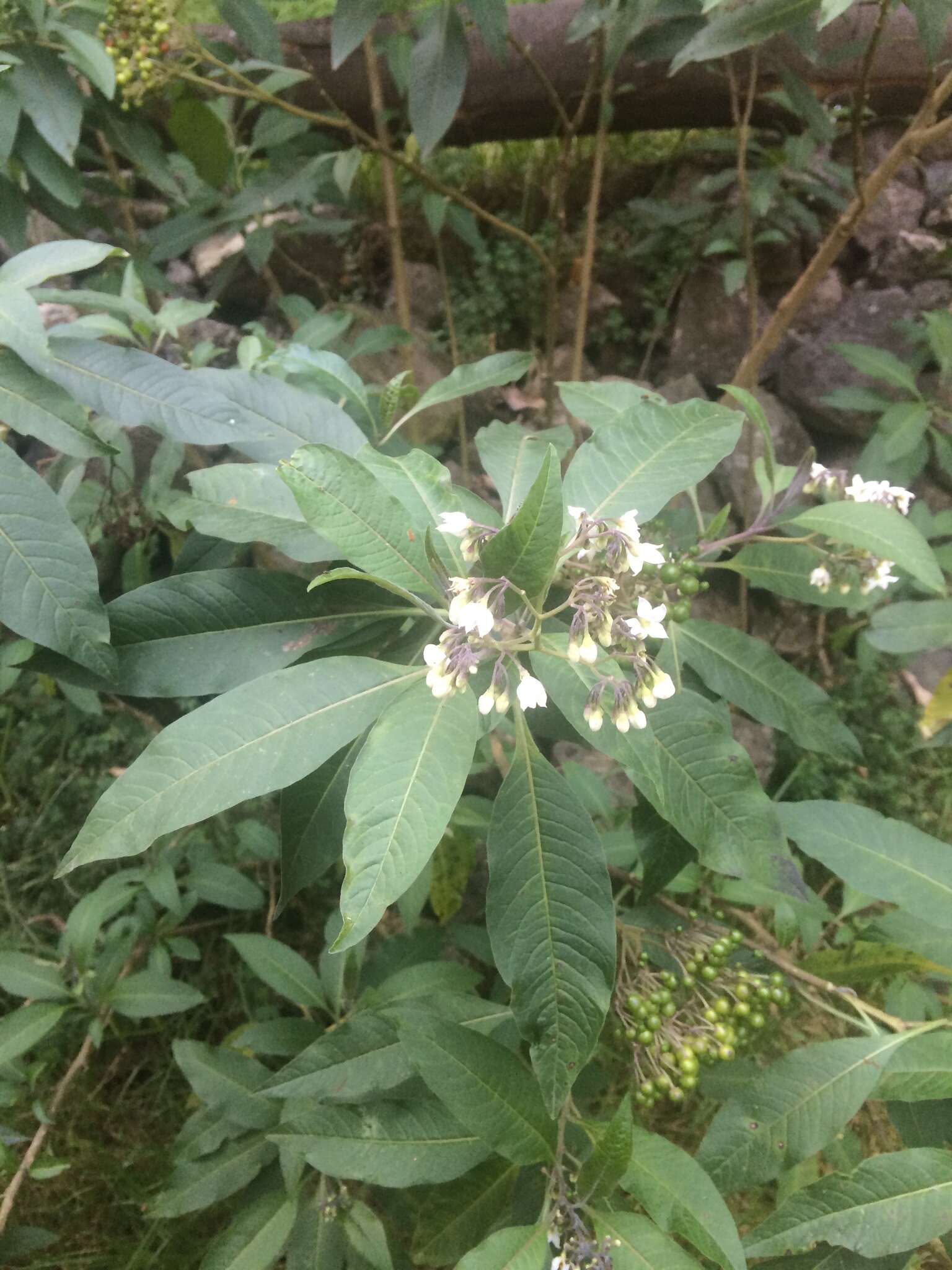 Image of Solanum pubigerum Dun.