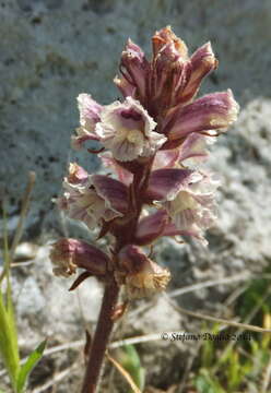 Imagem de Orobanche litorea Guss.