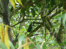 Image of Crimson-rumped Toucanet