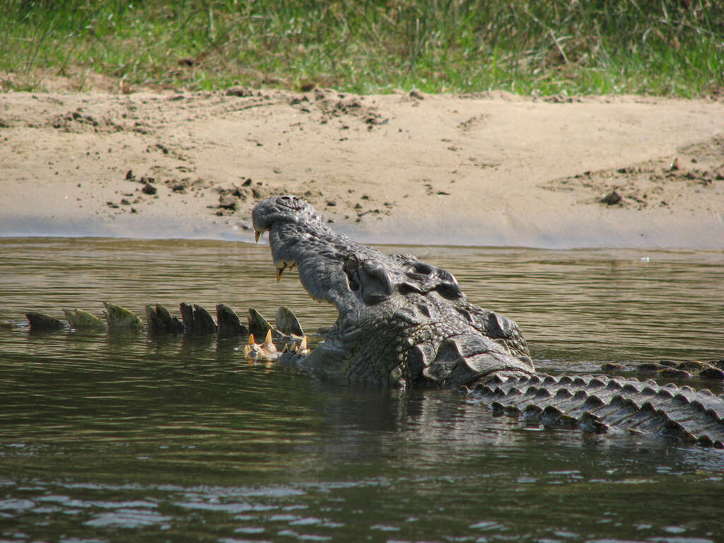 Image of Nile crocodile