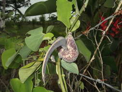 Image de Aristolochia ringens Vahl