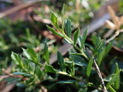 Image of Dodonaea procumbens F. Müll.