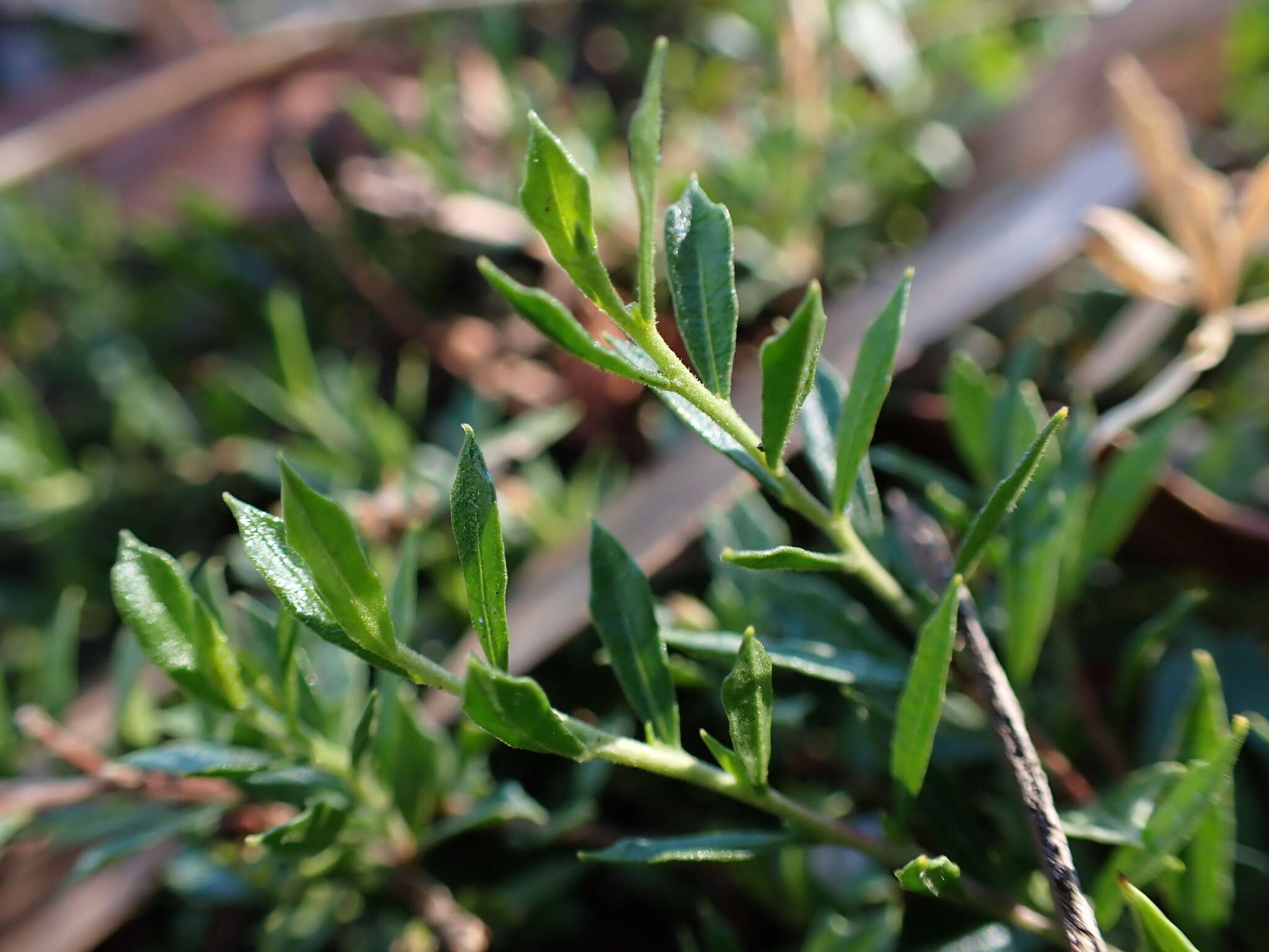 Image of Dodonaea procumbens F. Müll.