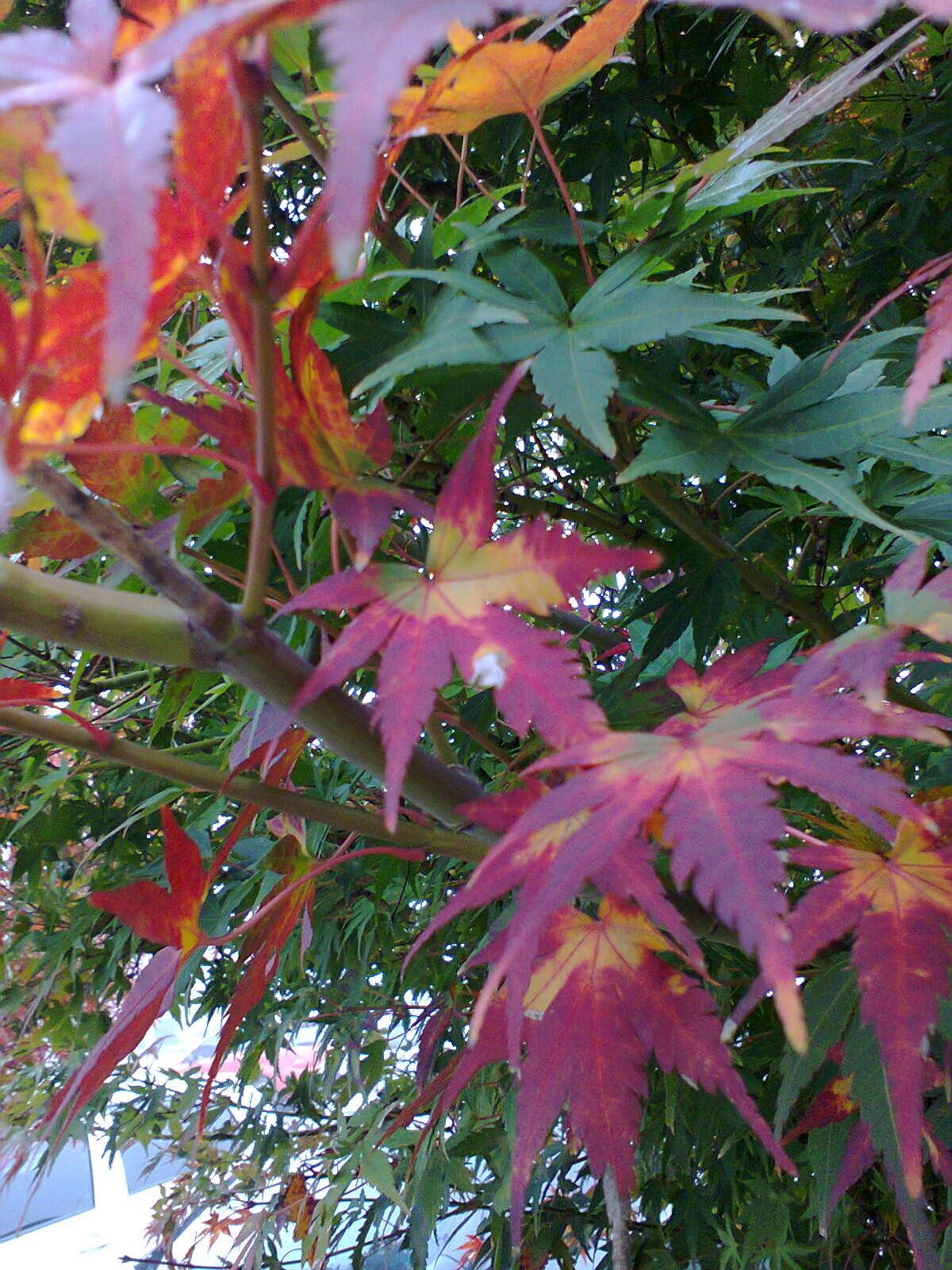 Image of Japanese maple