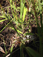 Image of sidecluster milkweed