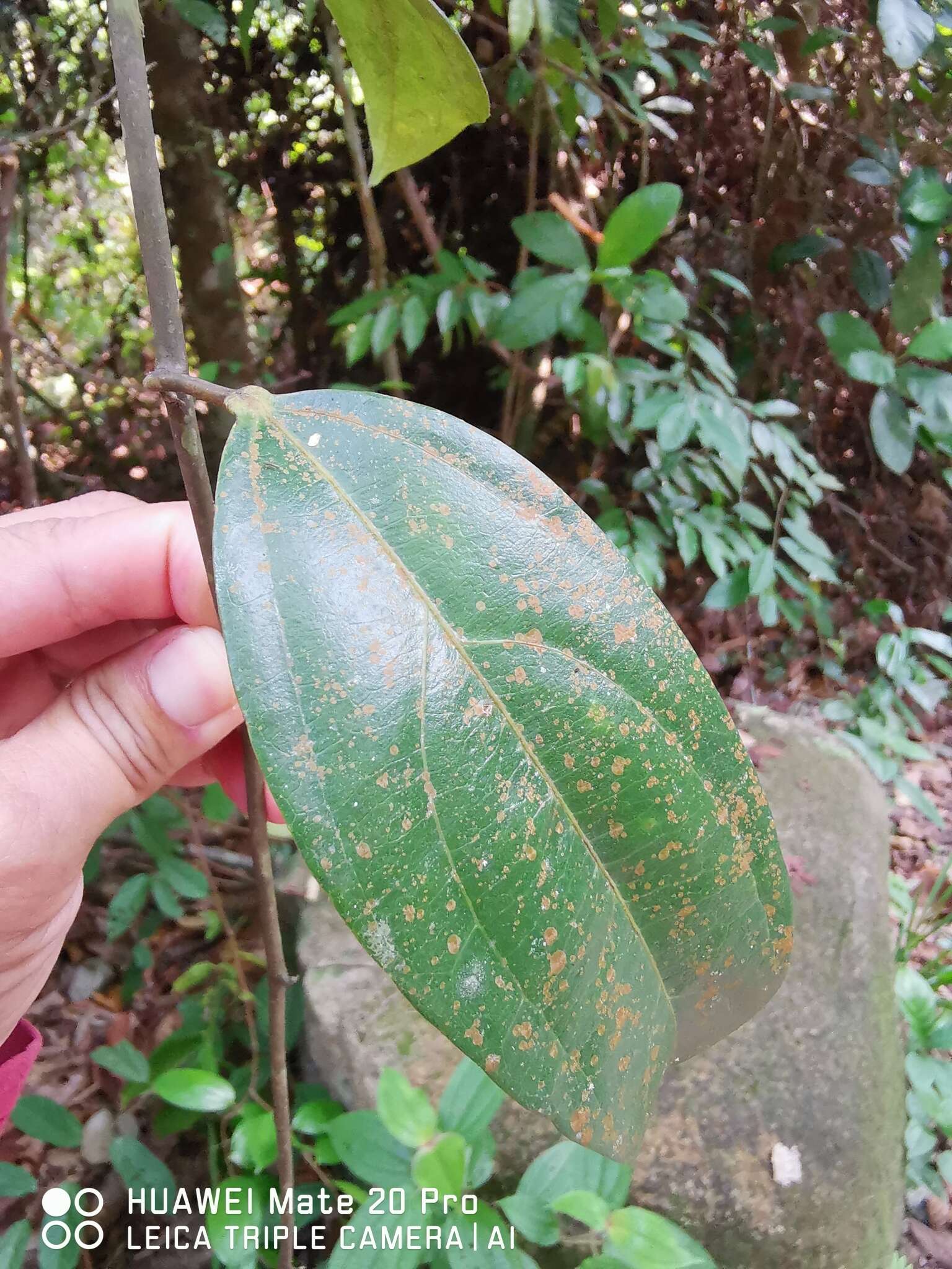 Imagem de Adenia macrophylla (Bl.) Koord.