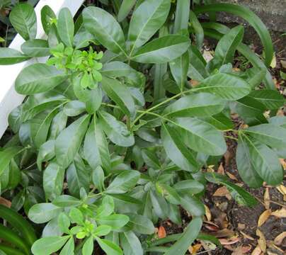 Image of Mexican Orange Blossom