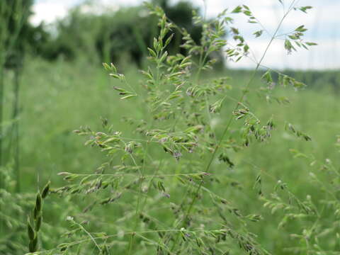 Image of rough bluegrass