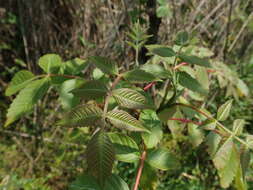 Sivun Rhus chinensis Mill. kuva